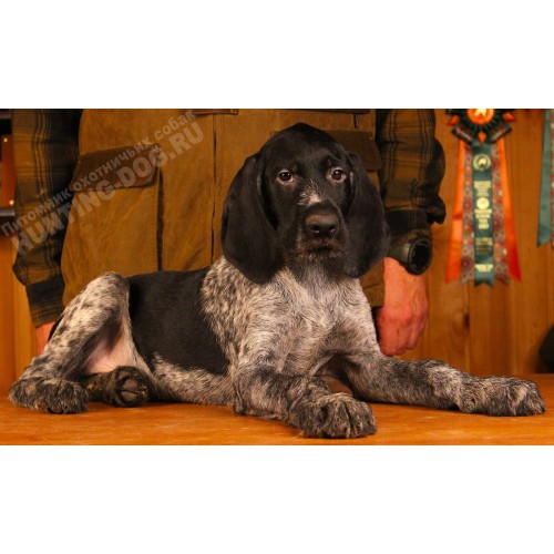 Племенной щенок Рой кобель породы дратхаар Племенной щенок Рой кобель породы дратхаар